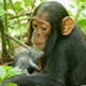Poor Betty, seen here in happier times. Photo: Richard Wrangham/University of Wisconsin-Madison